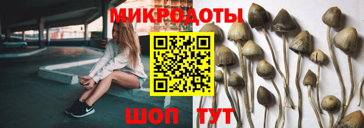 Псилоцибиновые грибы Psilocybine cubensis Муравленко